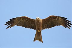 Black Kite